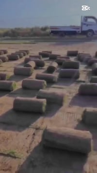 ☘ثيل طبيعي نوعية ممتازة(هندي درجة اولى)🍀  🌳مناسب للاستخدام في ( المناز...