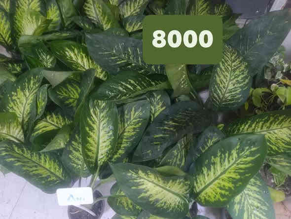 كلار ليوا ته نشت مزكوت بخاري 
***********
دووسايدي تازه كه ي. بخاري
