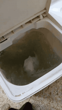 غساله للبيع السعر 80
***********
