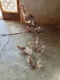 فسيفس • شيشة • اركيلة • رايدو 120 • ارجيلة