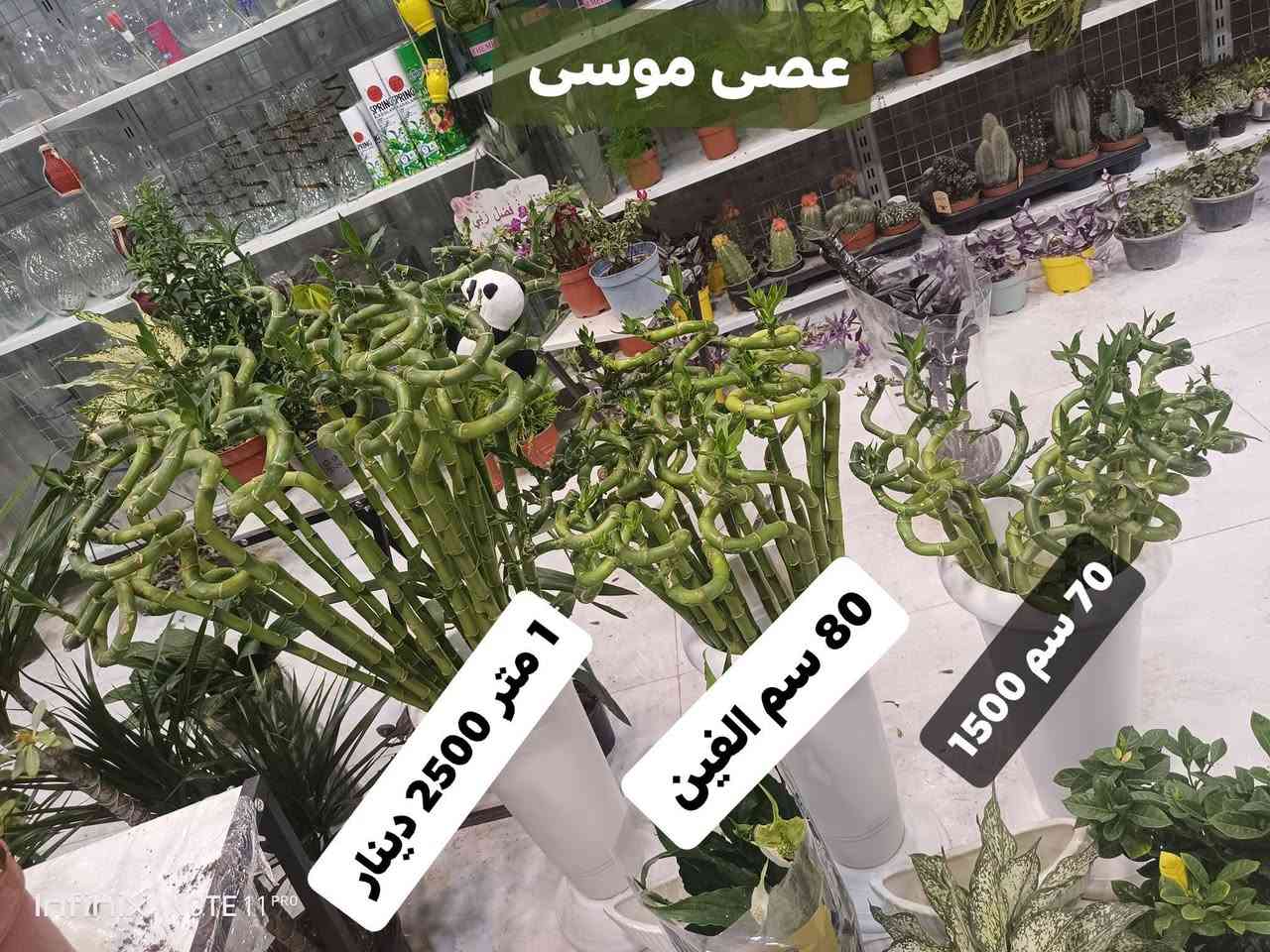 الانبار الرمادي العزيزية مكان الجديد...من جهة شارع العام  شارع ميسلون خلف مجمع برج المسك اول فرع على اليمين *********** ... يوجد توصيل داخل الرمادي...
