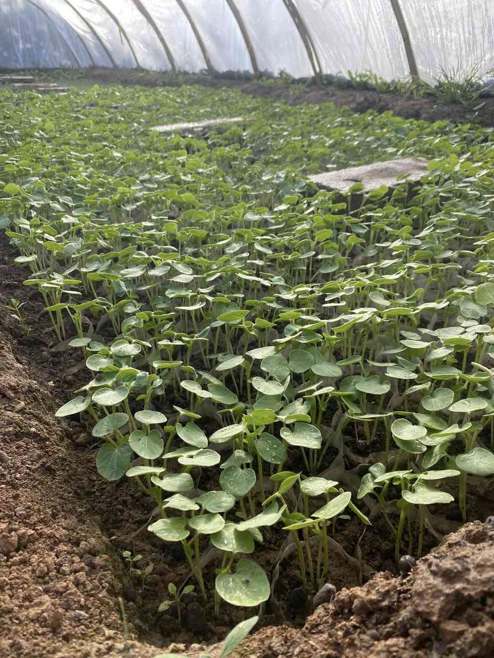 كلار كرده كوزينه ***********
