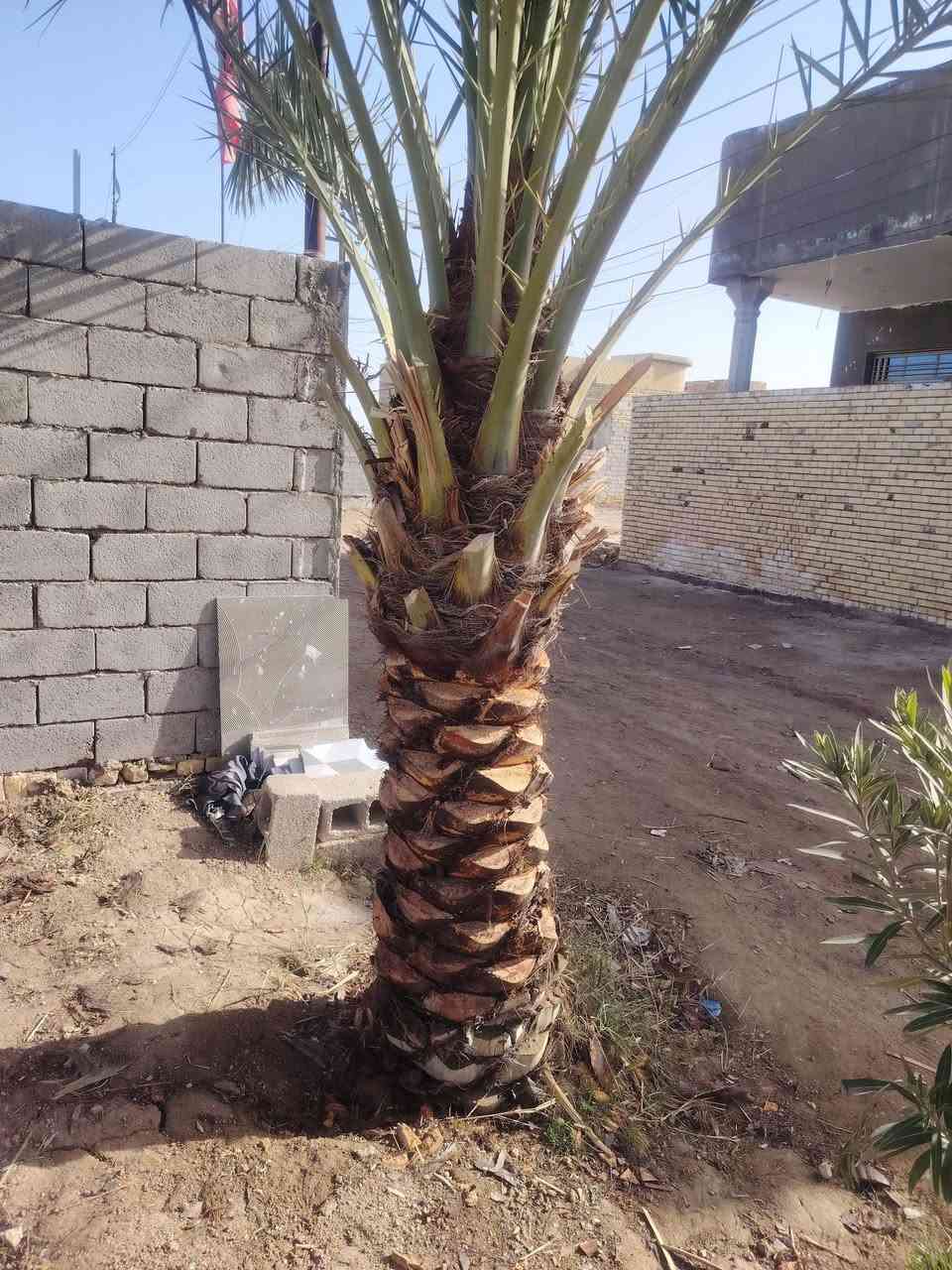 شغل اليوم يوجد تكريب قلع فروخ نخل تجذير نخل دوه نخل أتصل أو تراسل ( ***********)
