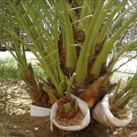نخيل برحي حر • نخيل برحي نسيجي • توصيل كربلاء