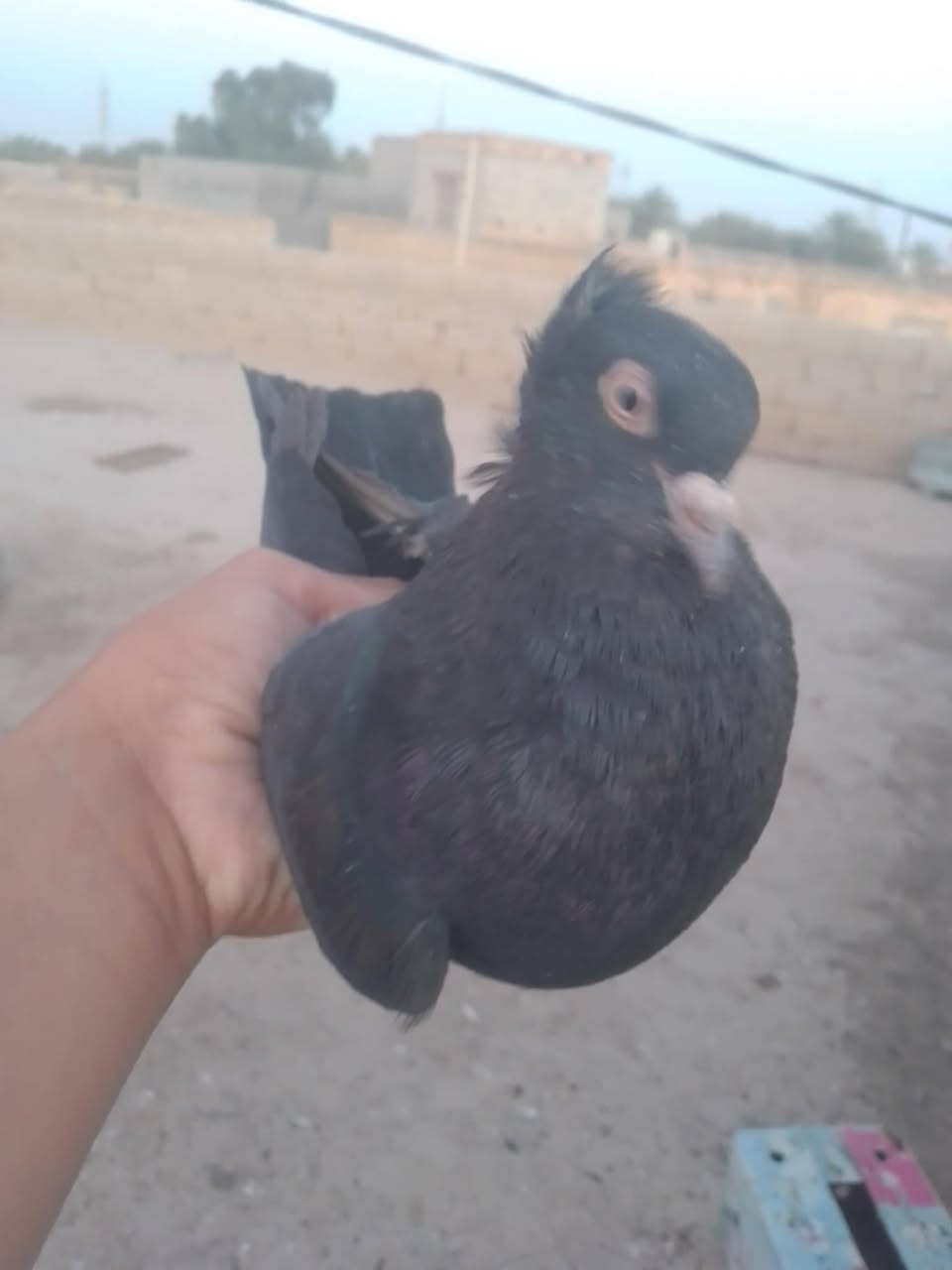 طیور10 مروس باسکن حجم26 شعتک من بسکنات شرای خاص لمکان سماوه بل مملحه تقطیع بحیرہ ساوہ


**إذا كنت صاحب هذا الإعلان وتريد حذفه لأي سبب، رجاءا أرسل رسالة إلى الدعم الفني**