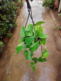 لبلاب متدلي • نبات داخلي • تجذير مائي