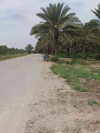 بستان • ٣ ارباع دونم • ٤٠ نخلة