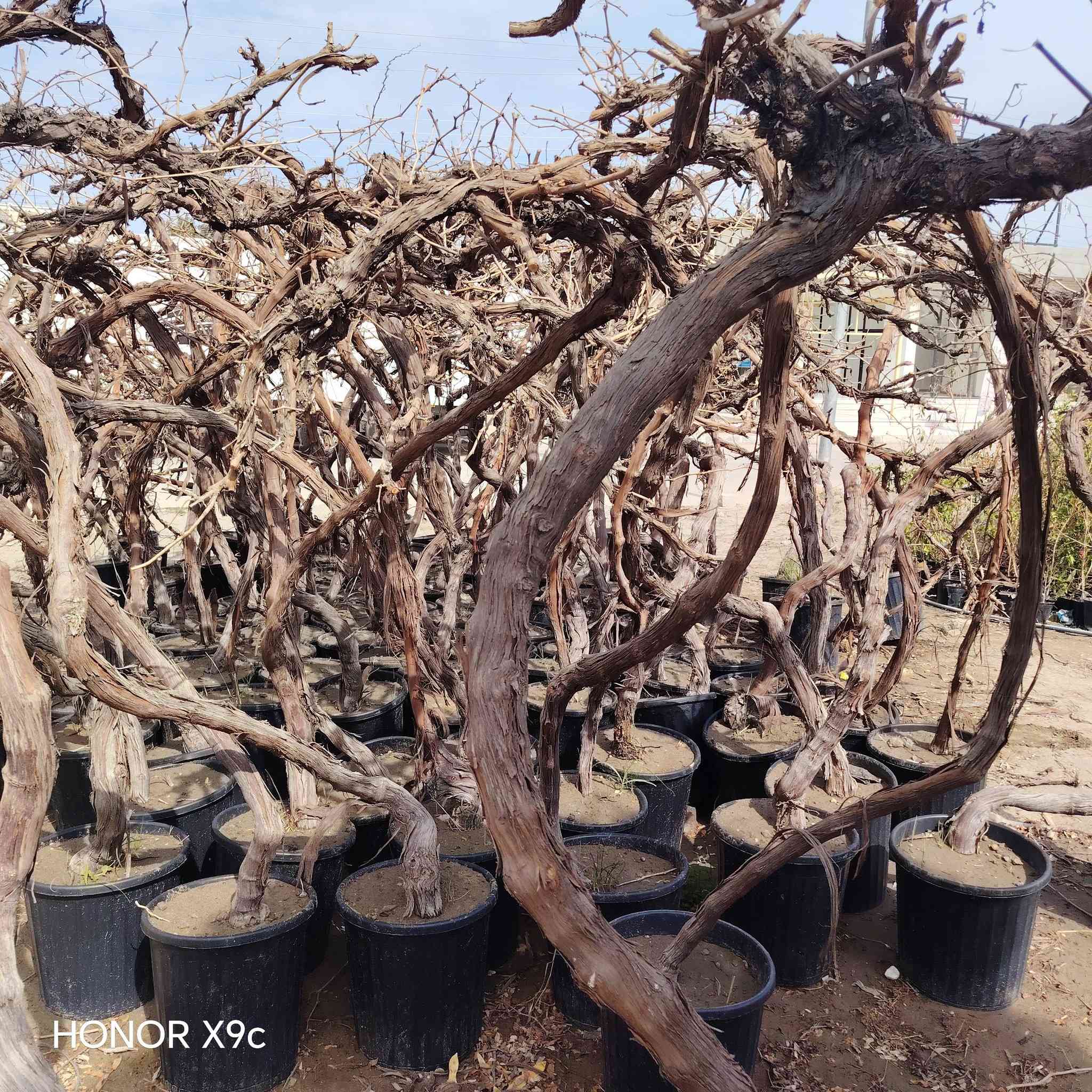 يتوفر لدينا شتلات عنب حلواني خشن ارتفاع ٣ أمتار.
سعر الشتله ٢٥ الف
للحجز والاستفسار الاتصال على الرقم *********** جاسم الخليفاوي العنوان الخالديه شارع العام مقابل بلديه الخالديه.
