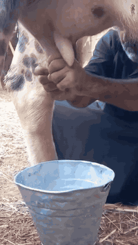 جاموسه • حليب • ميسان العماره