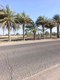 ارض زراعية • للبيع • 6 دونم • نخل • القاسم • الكفل • منطقة السبعة • شا...