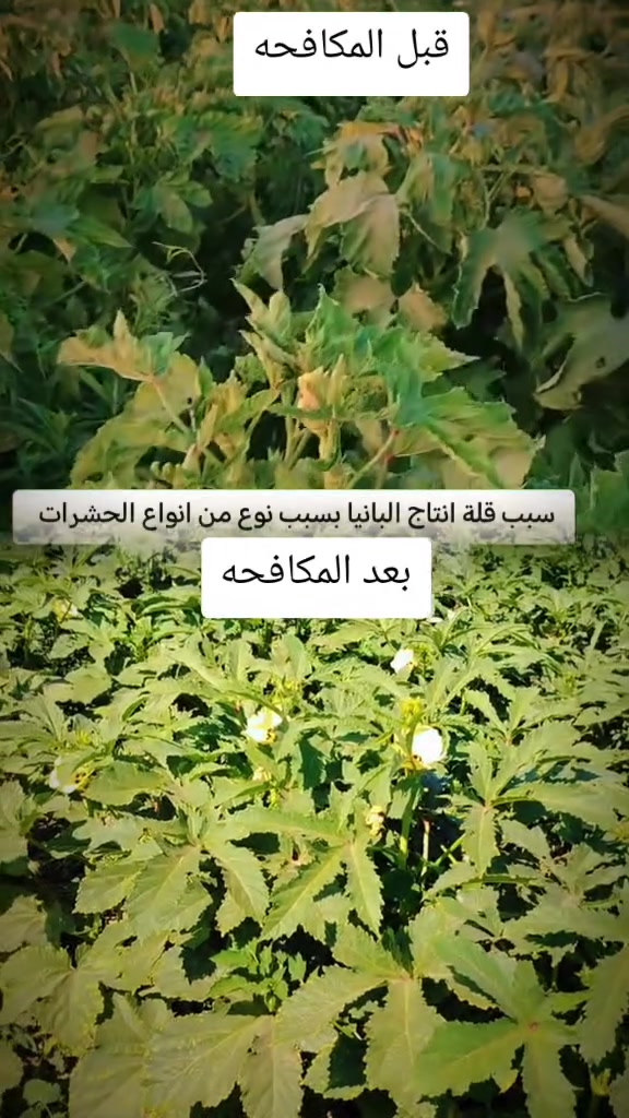 سلام عليكم ورحمه الله وبركاته يوجد جميع العلاجات والمبيدات الحشريه والمنشطات ومبيدات الادغال الحلفه والكصب مع توصيل المحاصيل الصيفيه والأشجار الممثمره نخيل تين شرط شغل  الحجز مراسلة الحساب اوتصال ع رقم واتساب ***********
