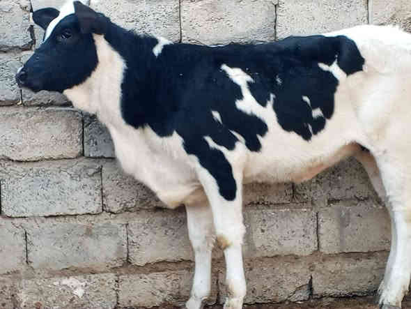 السلام عليكم بچر زراعيه ام الصره شرط منخبه من امهات اصايل بچر مال جنيه رقم واحد المكان صلاح الدين الشرقاط الخضرانيه
***********
