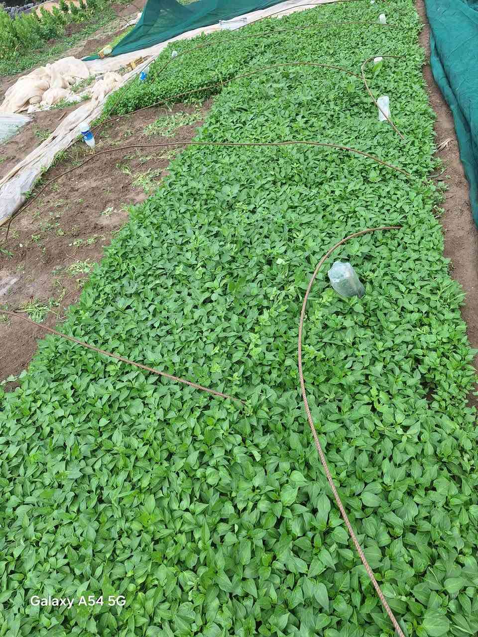 اللهم صل على محمد وال محمد
السلام عليكم يوجد دايات فلفل حار وبارد درجه اولى جاهزه للشتال العنوان بابل /جبله طريق صويره مشروع  (مشتل المصطفى )للاستفسار والحجز الاتصال ***********/*********** 
لايوجد لدينا توصيل
