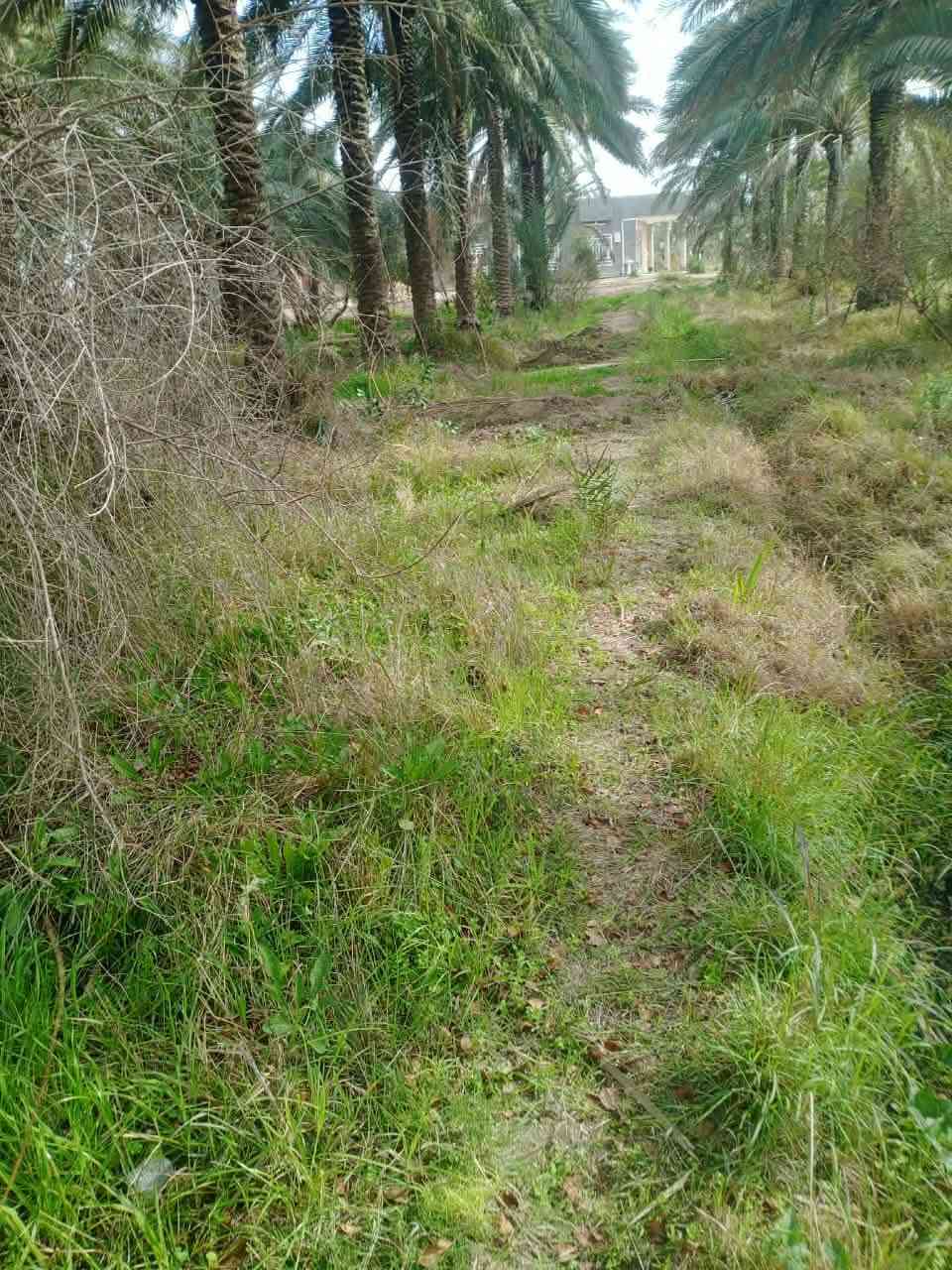 ارض للبيع مساحة 5 دونم عقد
واجهة ٢٥٠م 
تحتوي على ١٢٠ نخلة حمال وتين ورمان 
وبوكس غرفتين نوم /صالة / استقبال / مطبخ 
ارض زراعية ١٠٠%
ماء وطريق وكهرباء رسمي 
الموقع الجوادية 
***********
للأستفسار اكثر مراجعة مكتب الورد للعقار قرب فلكة الساعة مجاور مكتب الجزيرة مقابيل مركز الشباب
