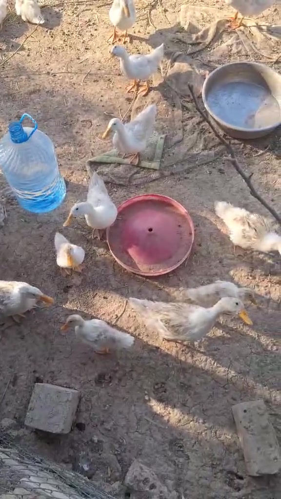 ئه م مراويانه بو فروشتن ماليكي باك وجوان شوين كه لار جوتي 12 هه زار وخاتري هاتيا ***********

