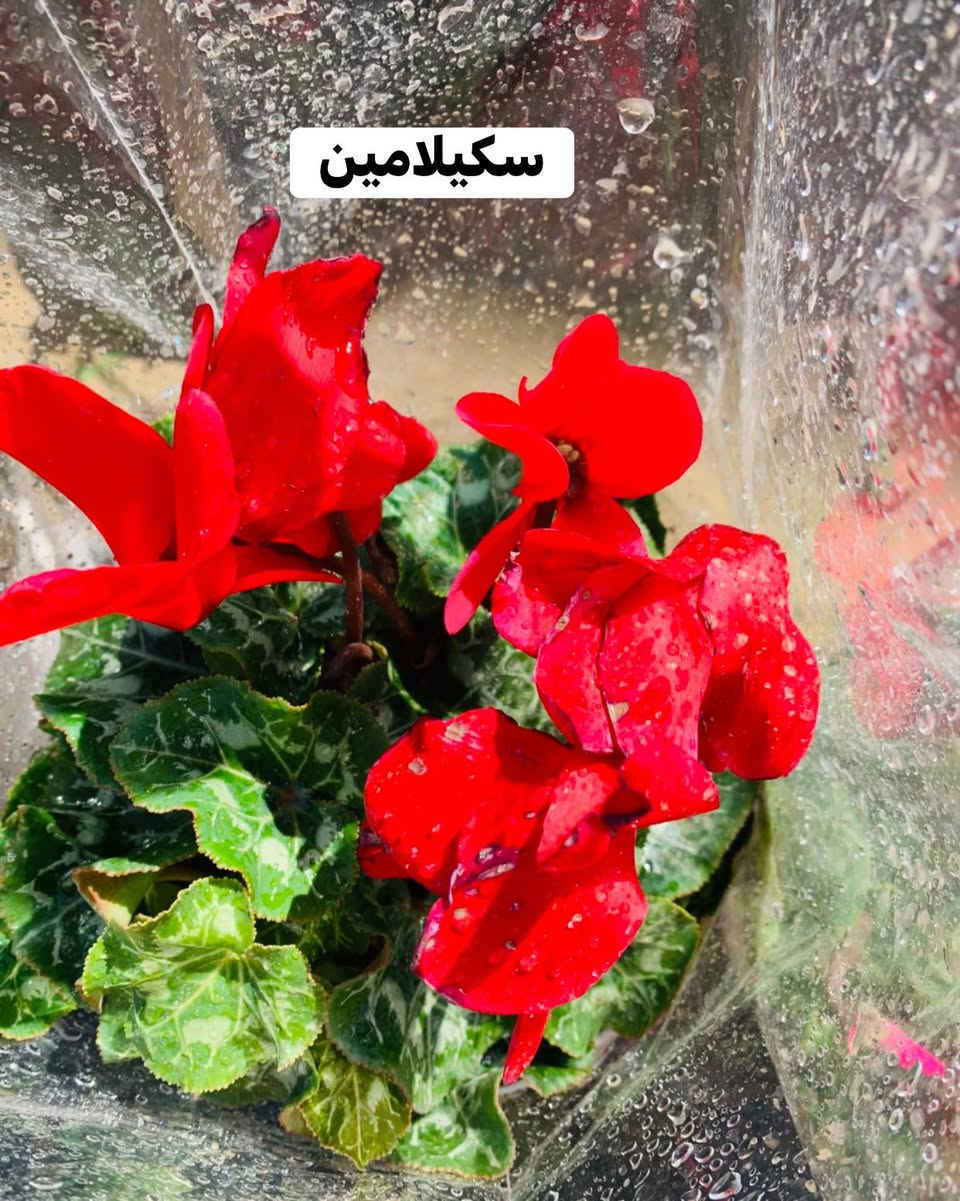 #الاسعار #داخل #صور


**إذا كنت صاحب هذا الإعلان وتريد حذفه لأي سبب، رجاءا أرسل رسالة إلى الدعم الفني**