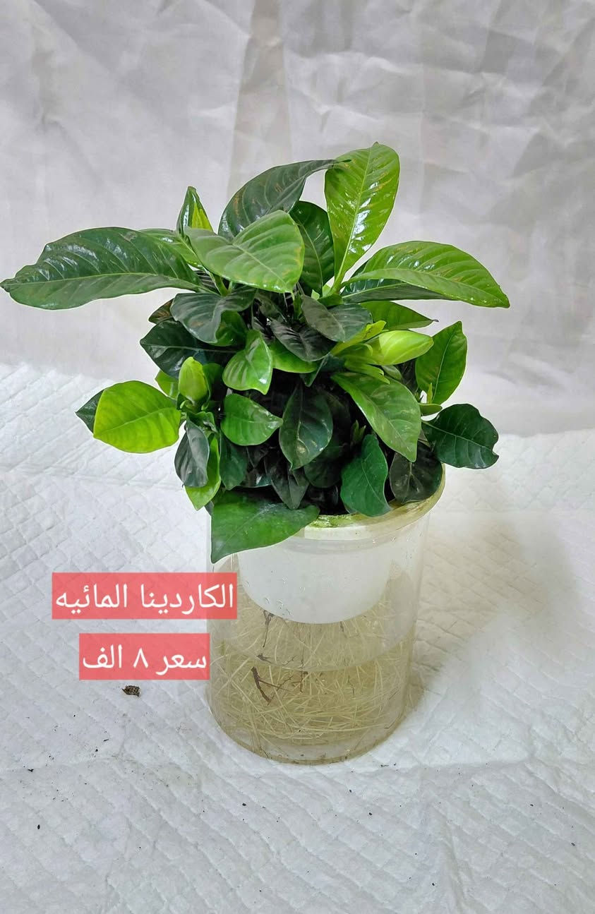 سلام عليكم 
يتوفر نباتات ضليه مائيه سقي ذاتي لا تحتج عنايه كثيره اسعر مناسبه يتوفر توصيل داخل البصره
*********** البصرة, العراق
