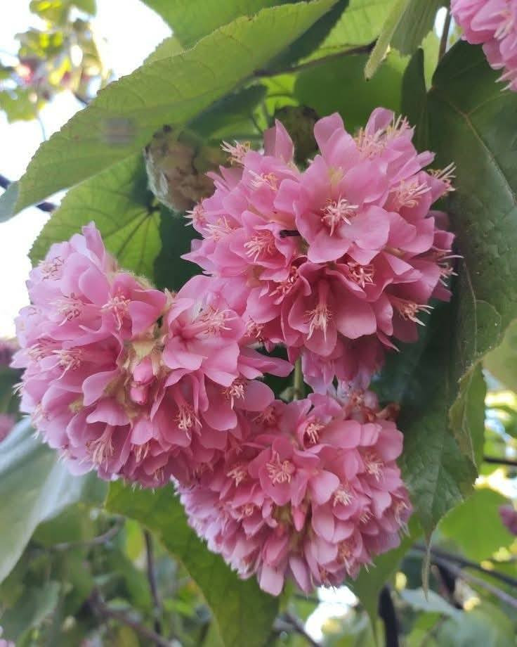 السلام عليكم متابعينا 🤍.
توفرت شتلات الدومبيا او الثرية ،🌸🩷
الأسم العلمي:Dombeya burgessiae

ارتفاع ٥٠ سم 🍀
السعر ٨ الف 💛

الوصف النباتي بالاسفل🍁
شجرة الدومبيا 
_شجرة جميله وانيقة ومزهرة في الشتاء والربيع ودائمة الخضرة اسمها دومبيا Dombeya يصل ارتفاعها الي 3 امتار يفضل زراعتها في مكان تبعد عنه اشعة الشمس ظهراً  وايضا وسط الاشجار وتكون تربتها رطبة وتسمد بسماد متعادل موطنها الأصلي في المناطق الجافة موسمياً في إفريقيا الاستوائيةو باكستان
وتسمى غالبا اجراس الزفاف او العروس وفى مصر دومبيا تيليسيا المهم تذكرك بالورد التى تحملها العروس فى الزفاف
يفضل زراعته وسط الأشجار 

متوفر توصيل لجميع محافظات العراق 🚗🚗 
للحجز والاستفسار مراسله الصفحه او مراسلتنا على واتساب 
***********
