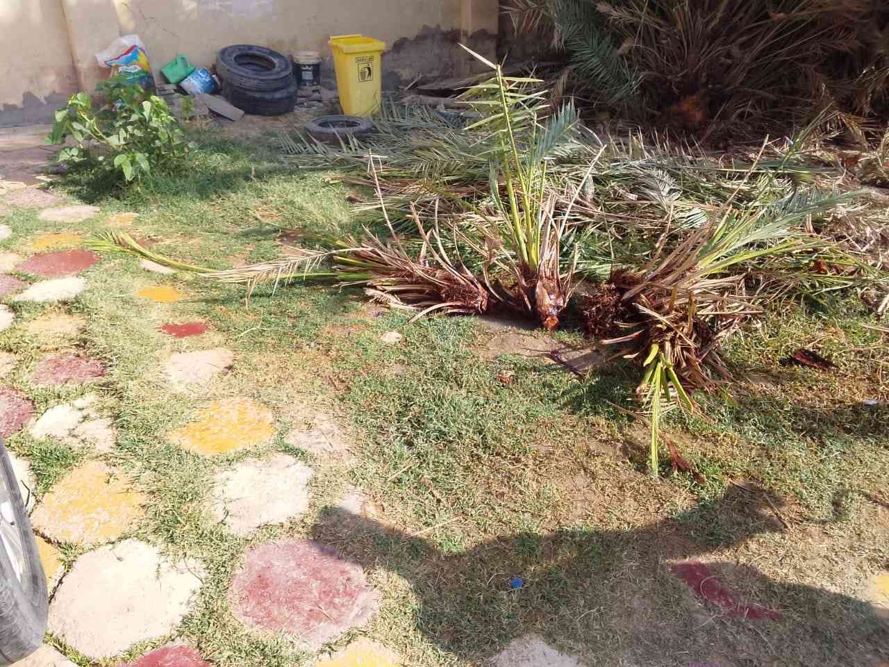 فسائل نخل شويثي لبيع اتصل على رقم الهاتف ***********
