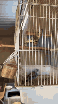 مطعم قيمة أيوب • توصيل مجاني • المسيب مقابل الفلكة