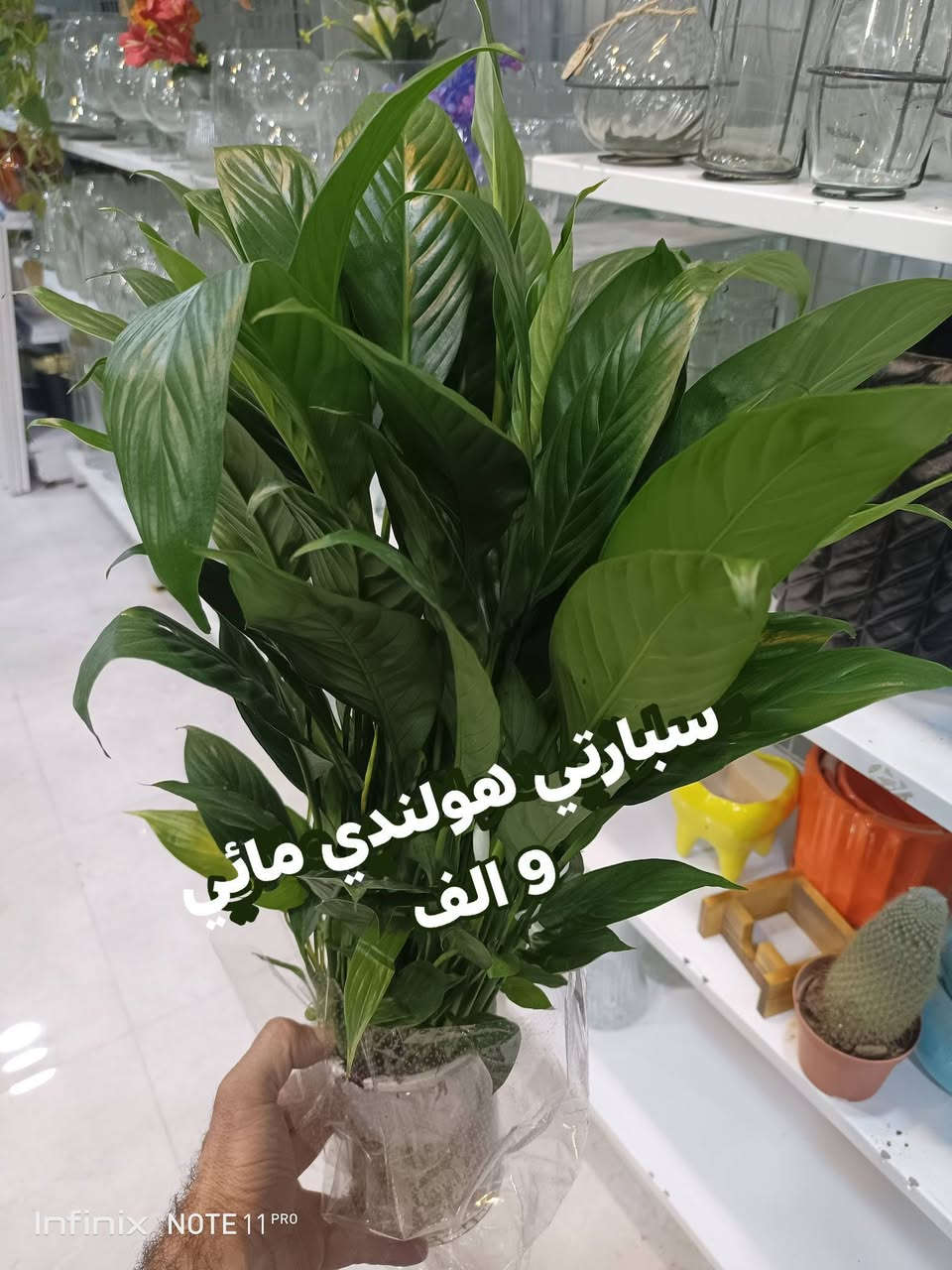 الانبار الرمادي العزيزية من جهة شارع العام  شارع ميسلون اول فرع على اليمين محل داخل الفرع  *********** ... يوجد توصيل داخل الرمادي. @الجميع
