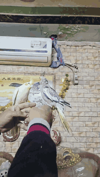 نثيه وفحل كوكتيلات اليفات ومزاوجات تبزير عراقي العنوان مدينة الصدر ***********
