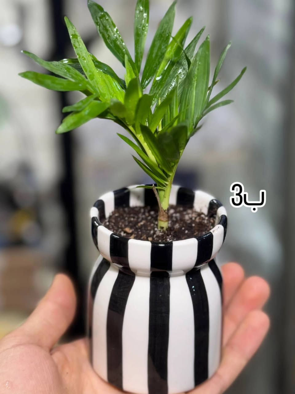 إذا تحب الزرع المرتب والجاهز 🌱
احنه نوفر سنادين مزروعة ومنسقة بشغل يدوي
بأسعار مناسبة للجميع


**إذا كنت صاحب هذا الإعلان وتريد حذفه لأي سبب، رجاءا أرسل رسالة إلى الدعم الفني**
