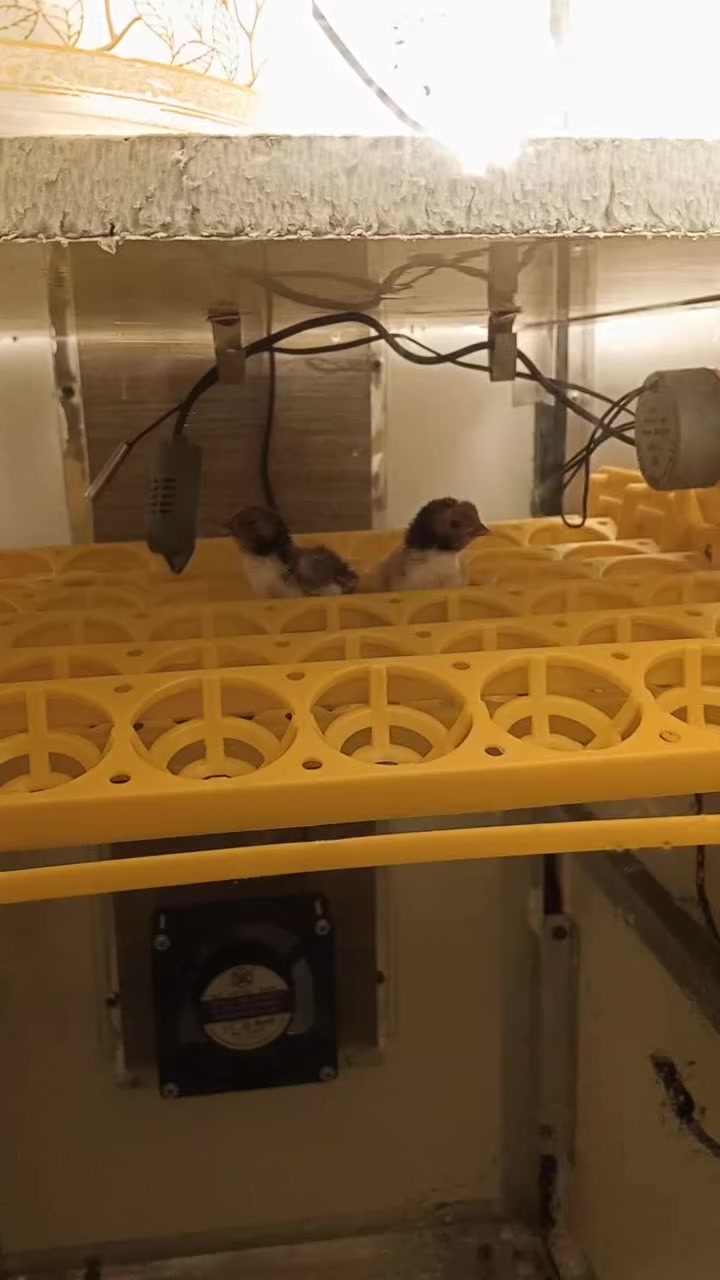 متاح
مفقصه صنع محلي
المنيوم تغليف فول عازل اجهزه حديثه
فول اوتوماتيك تقليب اوتوماتيك مبخره اوتوماتيك 
عنوان موصل الرشيديه 
شراي يتفضل على خاص 
 ***********📞
