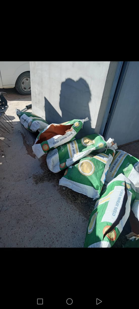 حنطة بذور بورو بنت المغلف شرط على ايدي شركة دبانة مكاني العلم عندي بلعلم وعندي بتكريت الخط السريع يم الهزا السع. ٧٠٠ الطن  /***********
