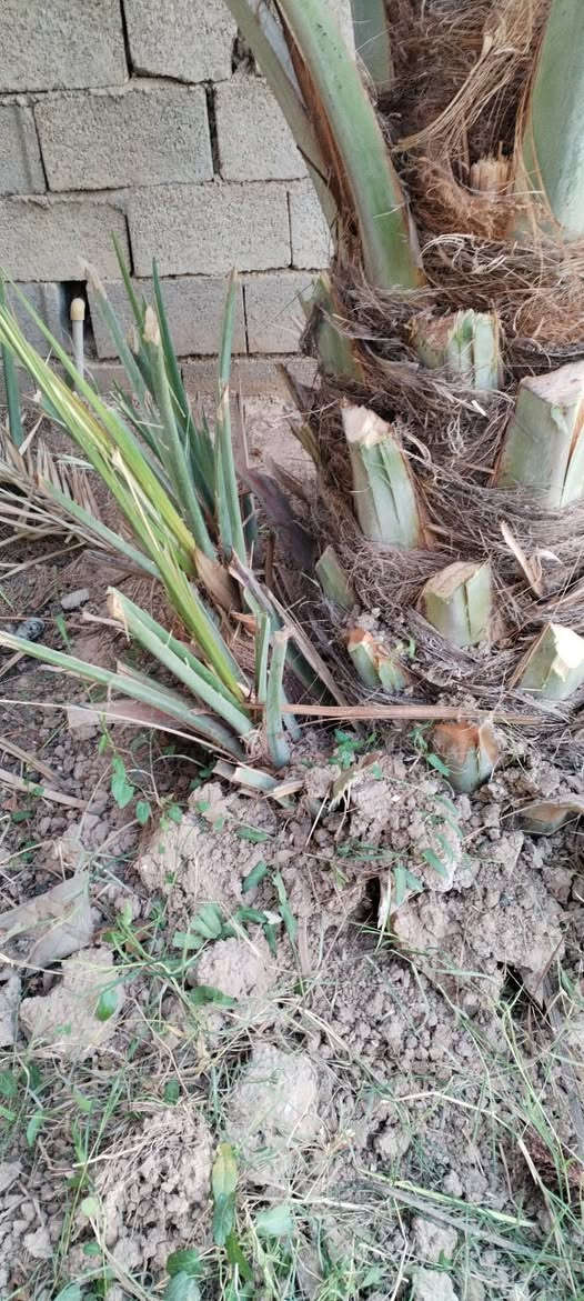 السلام عليكم 
متوفر فسائل خضراوي مندلي وخضراوي بصره وتبرزل للبيع للاستفسار الاتصال على الرقم ***********.
