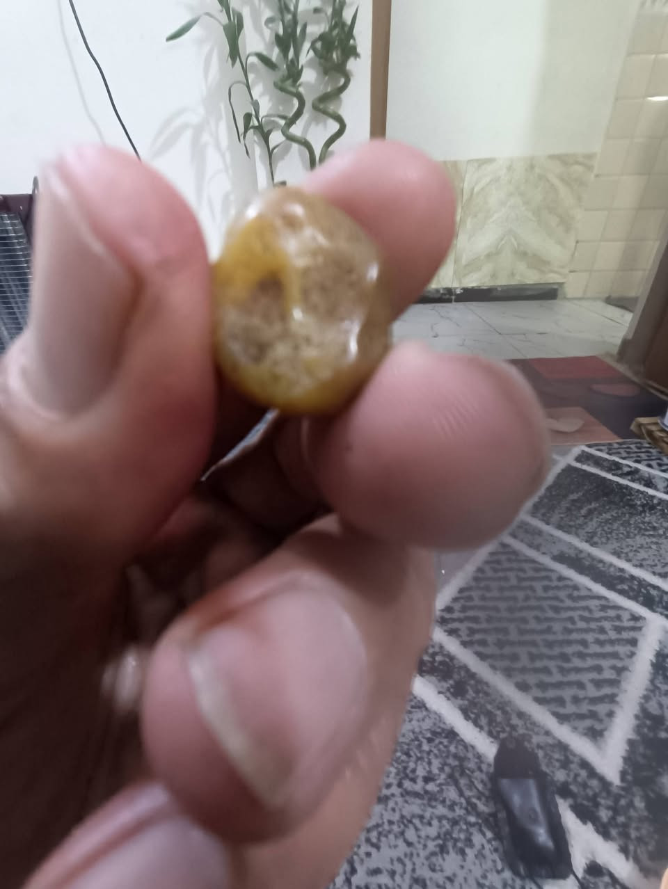 زوعات حيه للبيع قيم واخذ ***********
