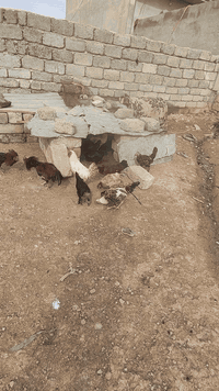 سلام عليكم اخوان عندي دجاج البيع العدد 8وا 5ديوكه بيضات الدجاجت مال بيت انضاف وخشنت  سرحيات مكاني في موصل جانب ايمن شراي يتصل على الرقم  ***********
