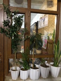 ٤ سنادين نباتات • زيتون صناعي متر ونص • اربيل روشنبيري