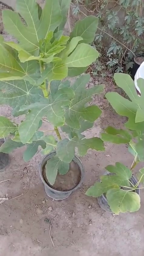 يوجد خدمة توصيل لجميع المحافظات العراق احجز وستفسار مرسلتنه خاص


**إذا كنت صاحب هذا الإعلان وتريد حذفه لأي سبب، رجاءا أرسل رسالة إلى الدعم الفني**