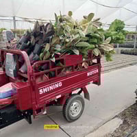 كيا فحل • نقل غراض • راوه-فلوجه-بغداد