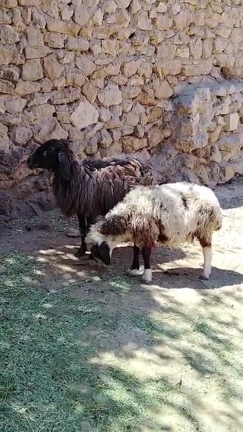 السلام عليكم متاح نعاج ٢ 
التفاصيل داخل الفيديو العنوان حديثه حقلانيه للاستفسار الاتصال على الرقم *********** يوجد توصيل حسب الاتفاق

