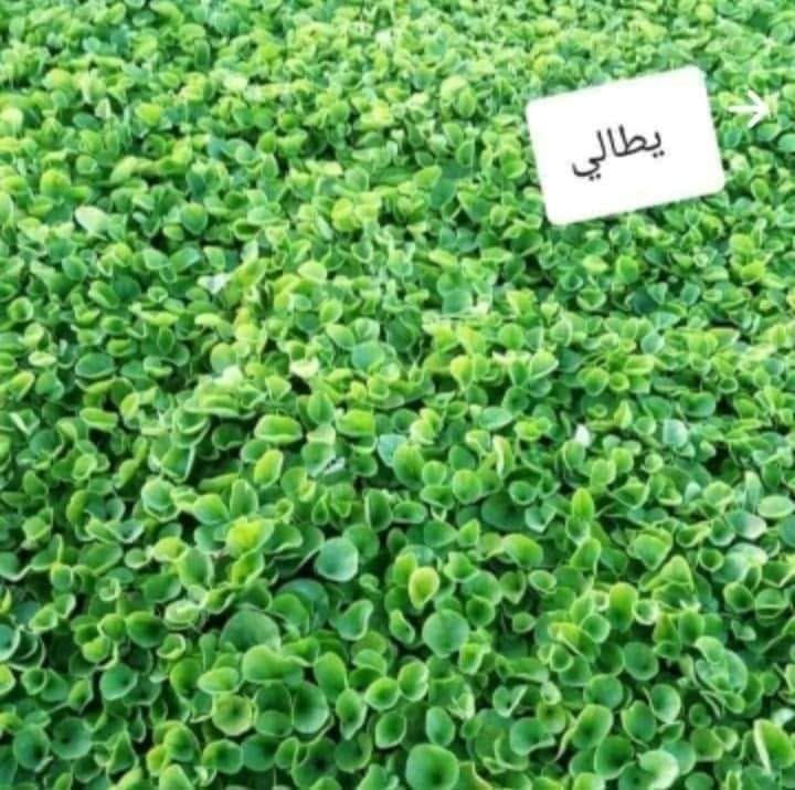 تخفيضاتنا غير شكل 😍
#التوصيل صار مجاني ☄️
#اسرع توصيل بالعراق لباب البيت ☑️

من مزارع الاوس يتوفر لدينا ثيل درجة اولى بكافة  انواعه
#يتوفر  توصيل لكافة محافظات العراق

متوفر لدينا كافة انواع الثيل الطبيعي💚
#نوعية ممتازة  هندي - امريكي - ايطالي فرنسي... 🌿☘️🍀
وبأسعار تنافسية 
 لدينا كادر متخصص في زراعة الثيل بطريقة صحيحة وناجحة

مستعدون لتجهيز الحدائق العامة والمتنزهات والملاعب  
يوجد توصيل الى كافه المحافظات
للتواصل او الاستفسار اتصل على :
‎
***********
***********
