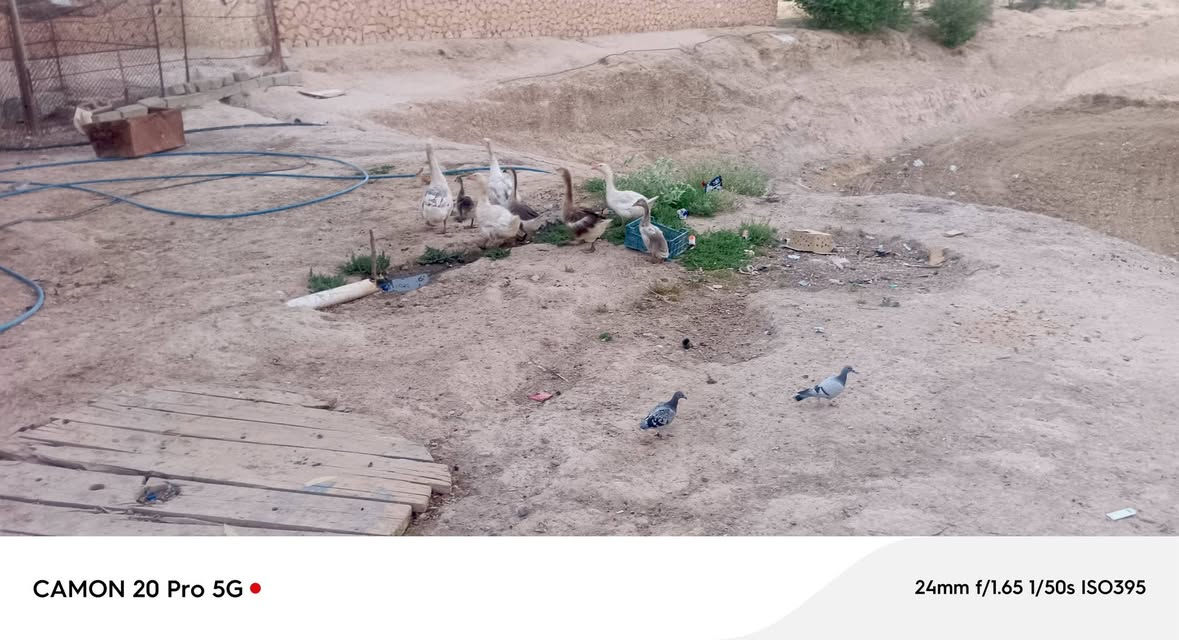 موجود وز للبيع سعر الزوج 55 وبي مجال العدد 6 مع ثنين مخاليف
للاتصال ***********
