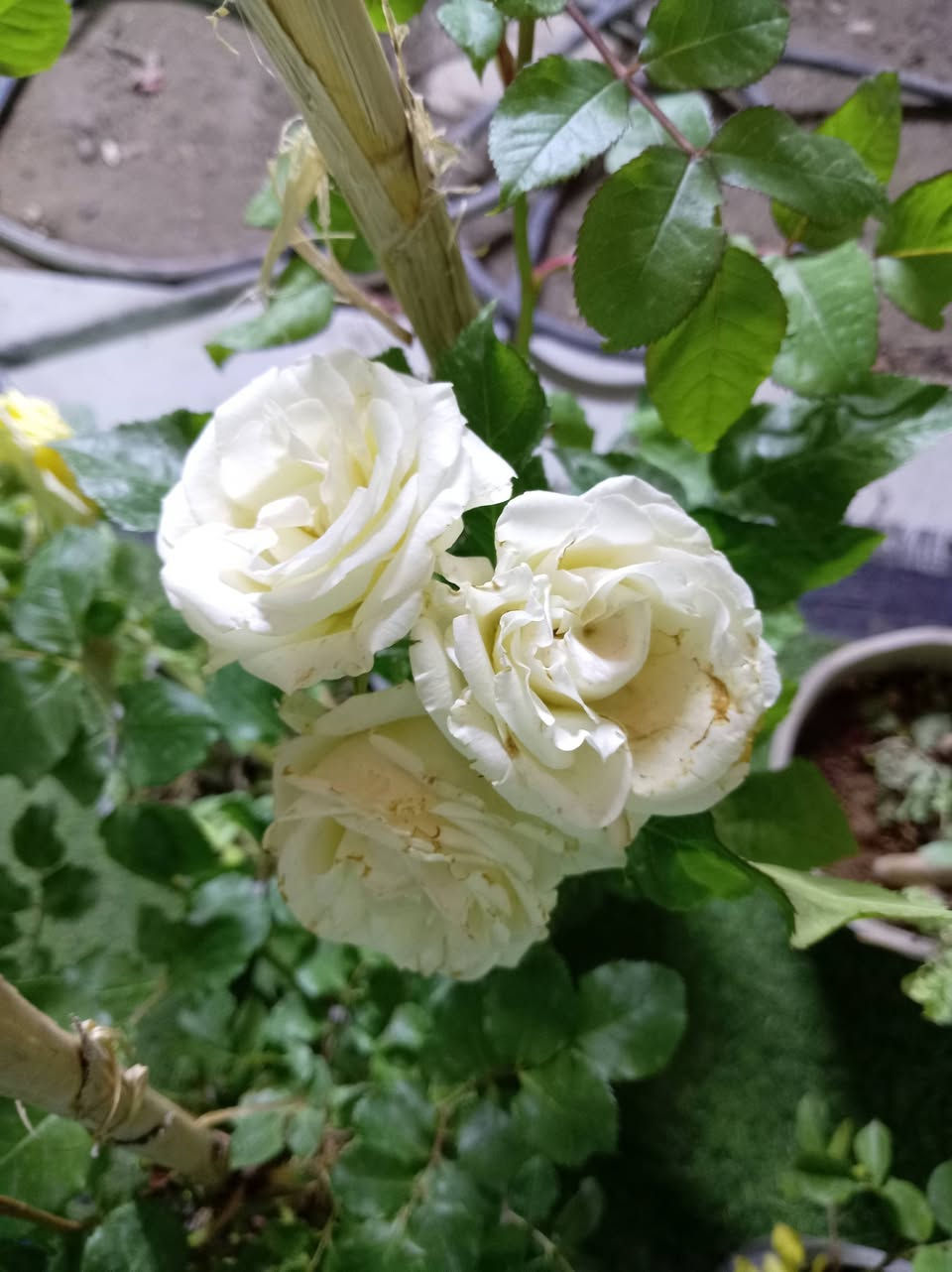 �✨أسعدتم مساء متابعيني الكرام
📣📣📣💥✨🌿الان وصول وجبه جديده من النباتات الظليه  الدائمة 

لمسة خضراء طبيعية تضيف فخامة وأناقة لأي ركن داخل المنزل أو المكتب. أوراق كبيرة بتدرجات خضراء رائعة تعطي إحساساً بالحيوية والانتعاش مع جودة صناعة عالية وثبات ممتاز.
الكميات محدوده 
للاستفسار مراسله الواتساب . ***********

يوجد لدينا خدمه توصيل ناحية الحمزة فقط🚐 

يوجد كادر تنضيف وزراعه

العنوان بابل الحمزه الغربي ع 

حي الحسين قرب عباس برهي للجمله 

 مقابيل مدرسة المكرمه 

زيارتكم تشرفنا

📍
