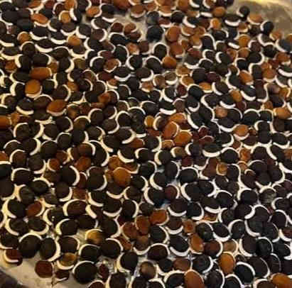 متاح لدينا بدورها بذور نبات ورد متسلق فاصوليا الهايسنت
لطلب والحجز واتساب *********** السماوه أو مراسلة الصفحه يوجد خدمة توصيل طلبات داخل السماوه ولكافة المحافظات لباب البيت أنواع البذور الاستوائية النادره
