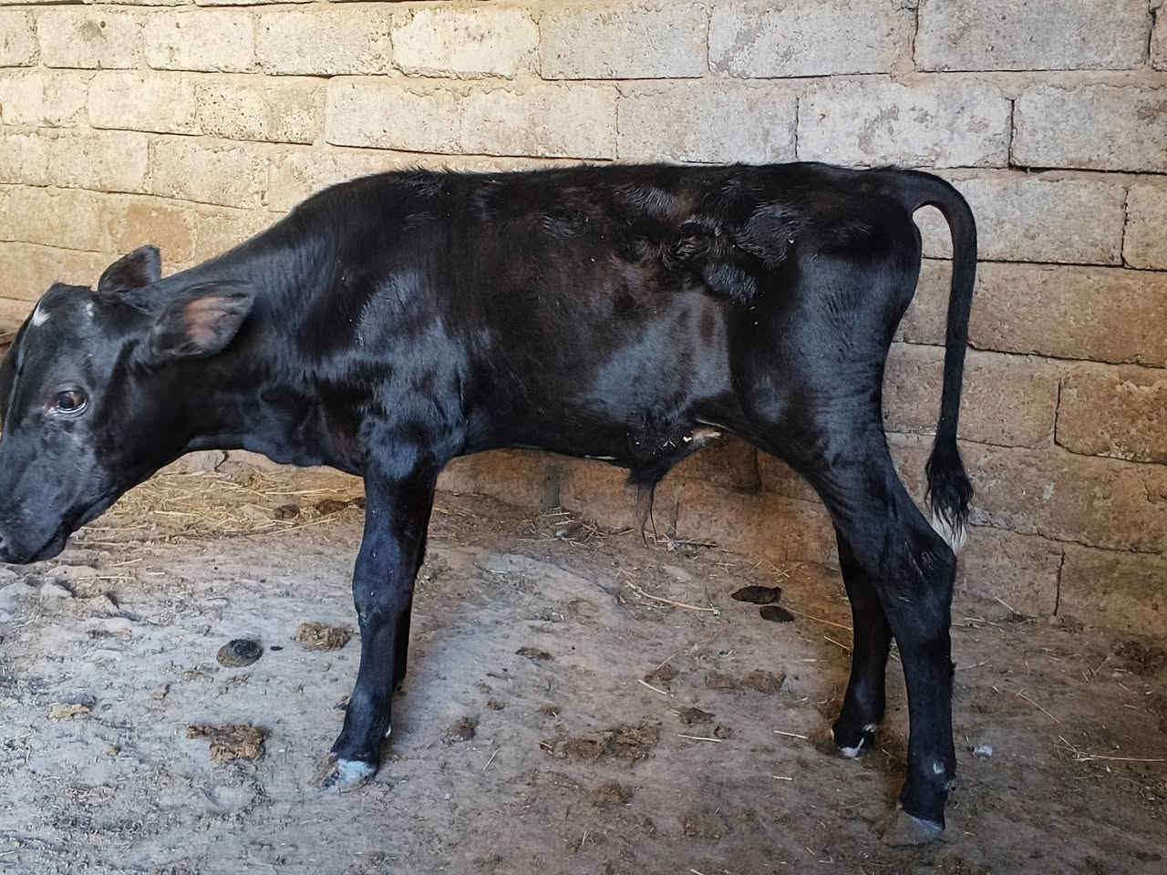 السلام علیکم
متاح جوز حوالي جنس +حوليه جنس درجه أولى
معالجات ومربوطات عله علف
نخبه عريضه عمرهن ٤ أشهر والحوليه عمرها ٣ أشهر سعرهن مليونين ونص وبيهن مجال
مكاني الشرقاط
الشراي يتصل ***********
