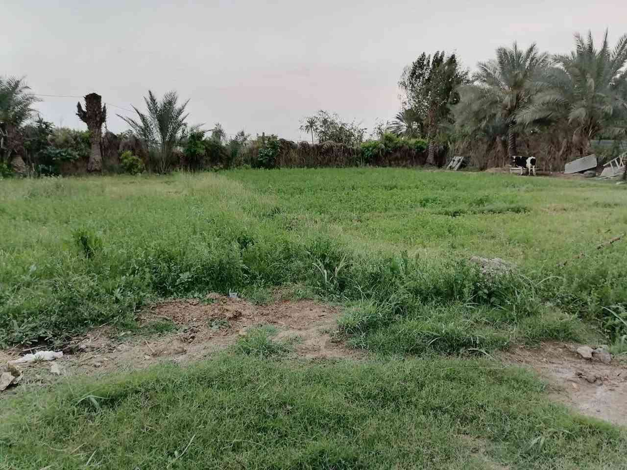 قطعه وبستان 1000متر طريق اولاد مسلم (ع) قريبه على شارع العام تبعد عن المرقد 100متر السعر 130مليون عنوان مكتب  السعدي للعقار بابل المسيب على طريق ابو جاسم قرب حي النوار *********** واتساب
