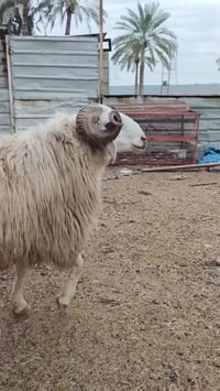 فحل خط أول على كل عيب شرط الكفاز يشمل وحيدة المكان بغداد التاجي  07509...