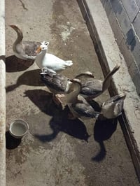 بط كوبرى • زوجين • زوج عادي