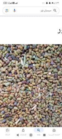 يوجد بذور سيسبان كمية خير من الله البيع بسعار مناسبة  الاتصال على الرق...