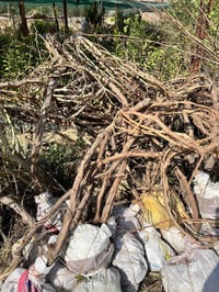 مشتل الزهراء • المسيب شارع ابو الجاسم • غراس أشجار مثمرة