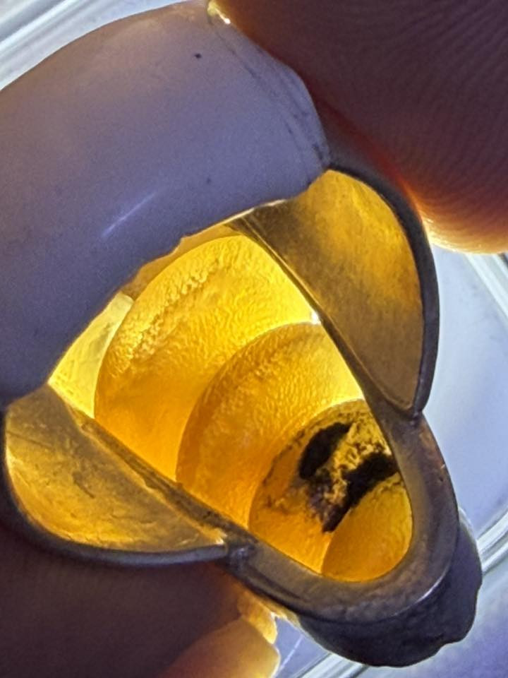 السلام عليكم
لعشاق النوادر للبيع فقط خاتم لوي نباعي ٥ لويات عسلي شفاف مگشر وصافي  

فضة ثقيلة صياغة يدوية

شراي يتصل 

للأتصال ***********
