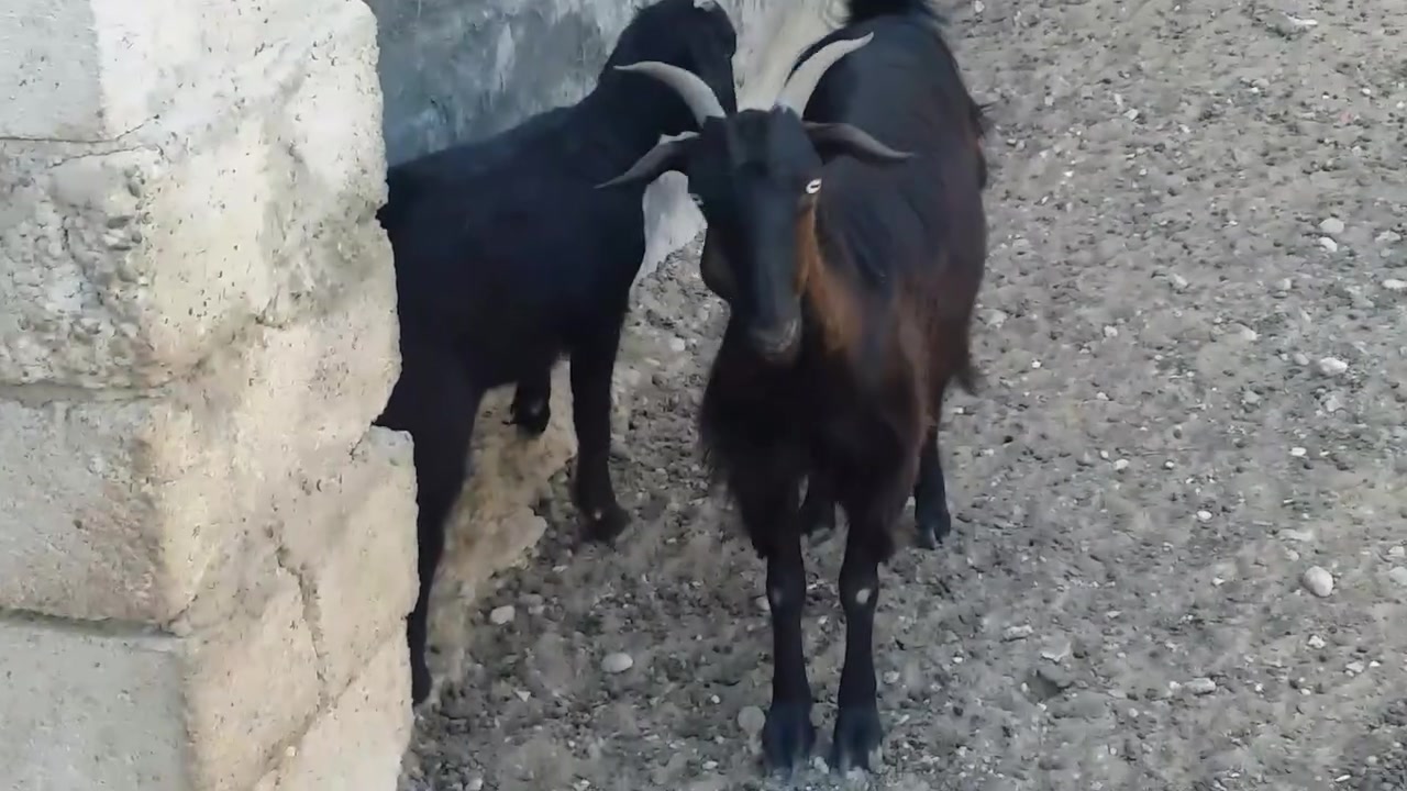سلام عليكم
يوجد عنز وراه توم صخله و جدي قطريه شرط النصاحه المكان بيجي حي العصري الشراي يخابرني عله ***********زين ***********اسيه
