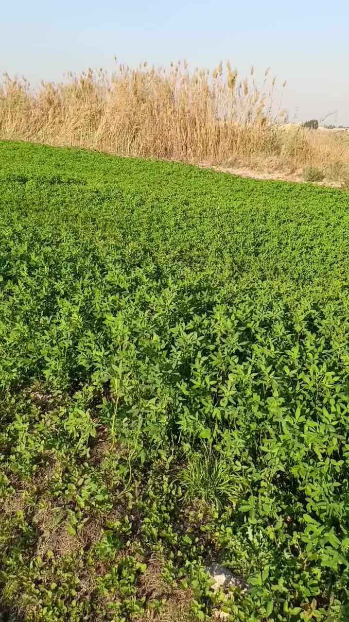 مكلف بالنشر،،،،أرض زراعية للبيع المساحه 2دونم توجد فيها أسأله ماء وما سكي وكهرباء رئيسيه تبعد عن الشارع العام 200متر شارع رئيسي التفاصيل أكثر اتصل ع الارقام‏‪***********‬‏
‏‪***********‬‏
