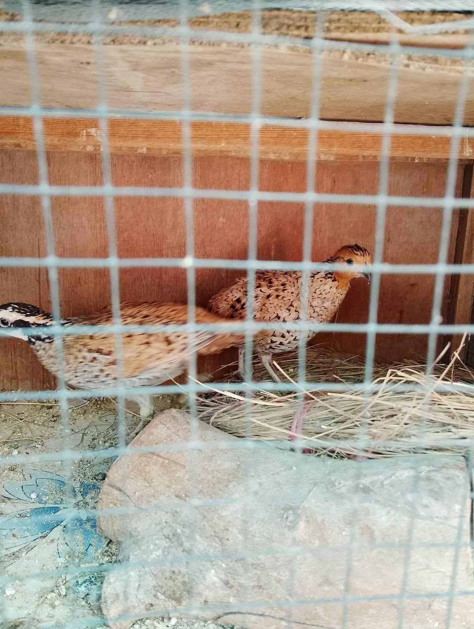 زوج سمان بوب وايت المغرد الامريكي امايات بياضات سعر 40 قفل قفل لتدخل تعامل مكاني بغداد الامين ***********
